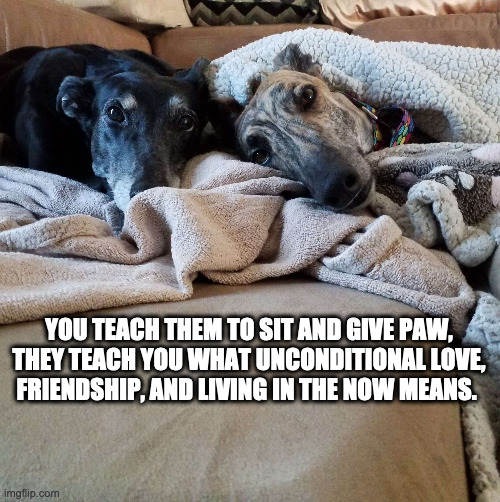 30 Heartwarming Dog Memes to Remind You That True Love Exists (July 23