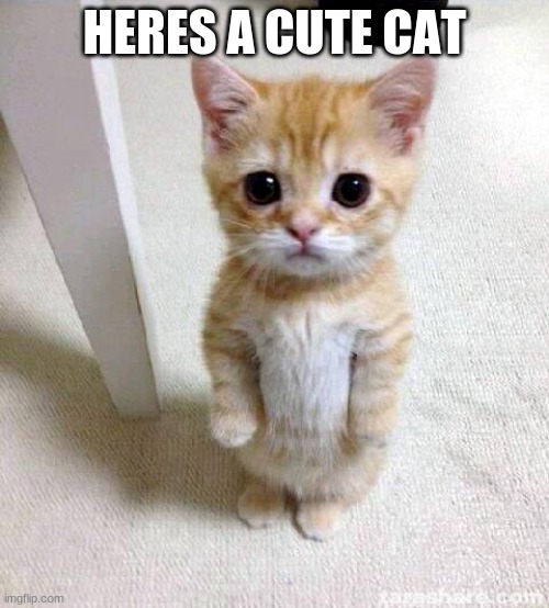 Cute Cat Meme Imgflip