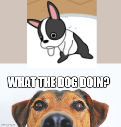 What the dog doin? Imgflip