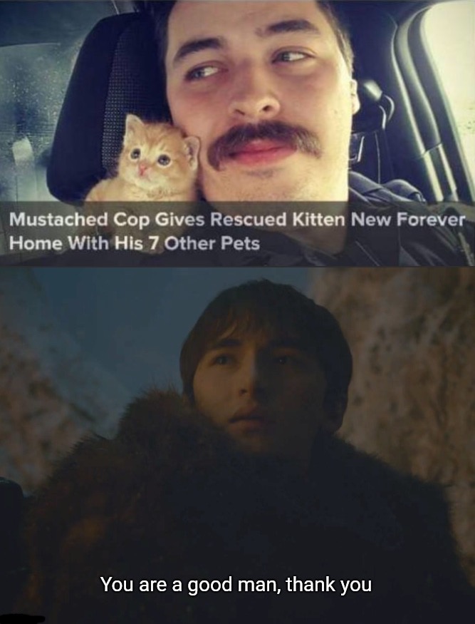 cats Memes & GIFs Imgflip