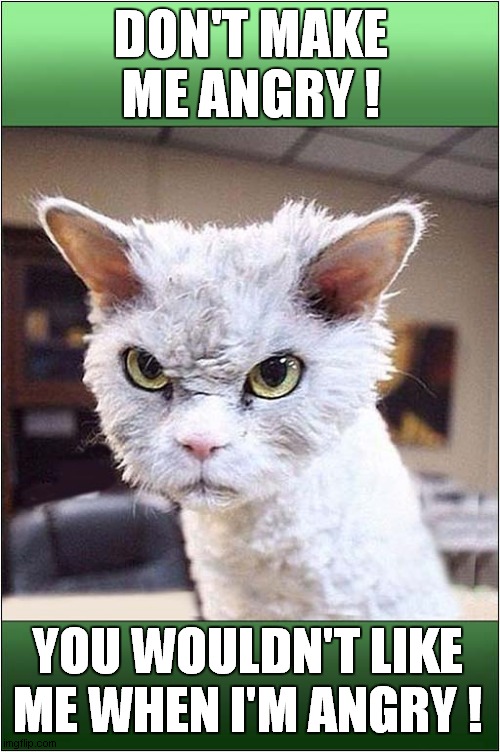 Stay Back From This Cat ! Imgflip