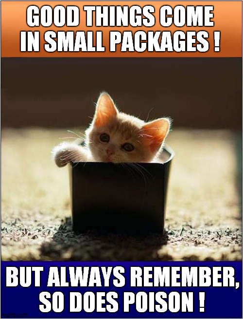 cats boxes Memes & GIFs Imgflip