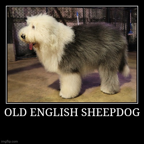 Old English Sheepdog Imgflip