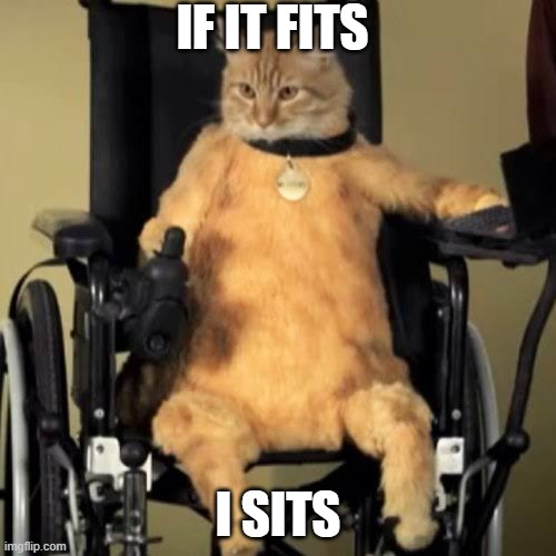 cats wheelchair Memes & GIFs Imgflip