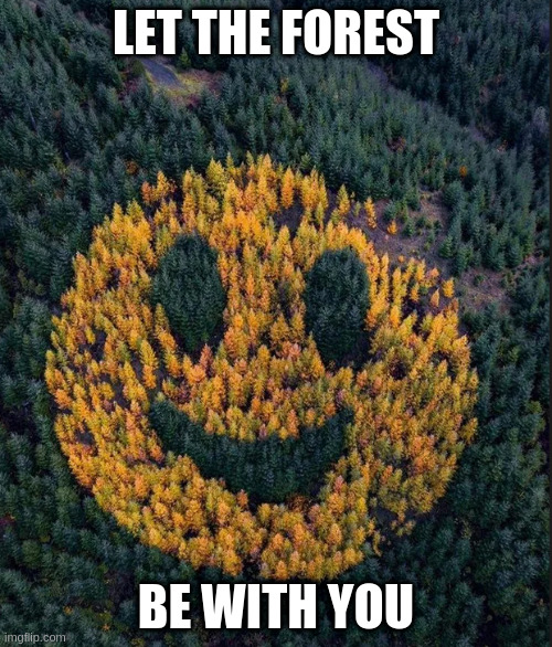 if people hugged a tree before they cut it down we would have more trees Imgflip