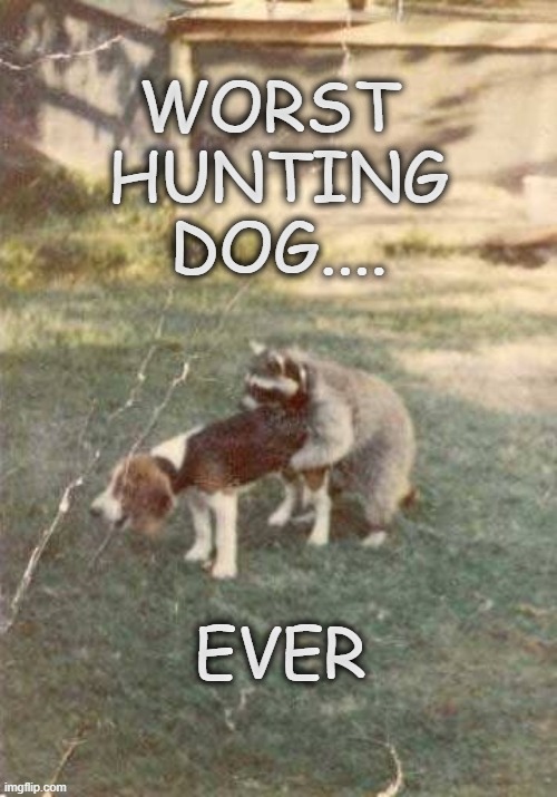 Worst Hunting Dog Ever Imgflip