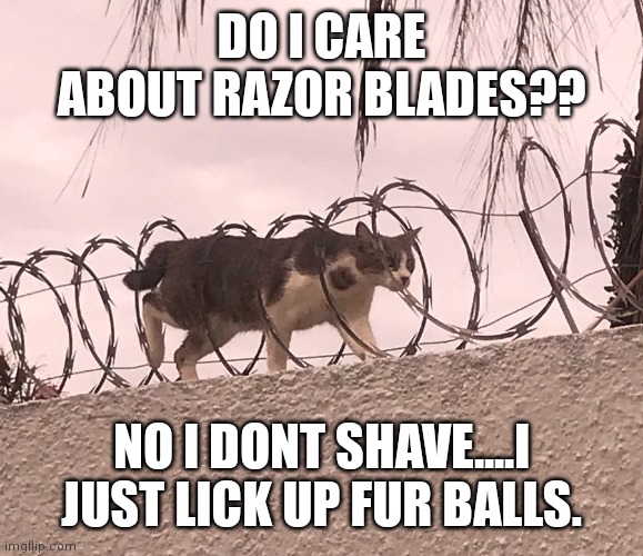 Image tagged in cat barbed wire Imgflip