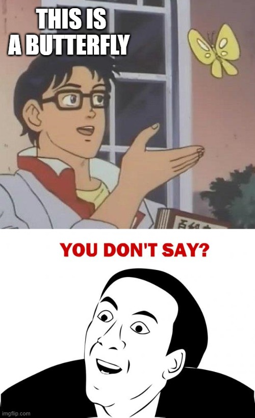 butterfly Imgflip