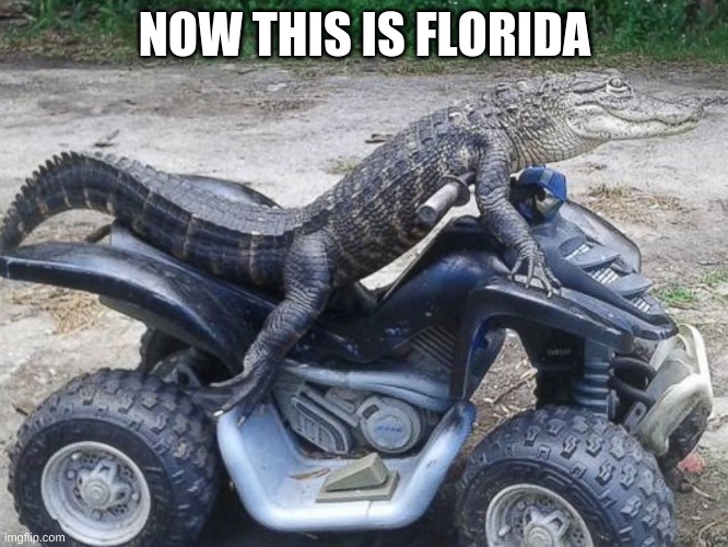 alligator Memes & GIFs Imgflip