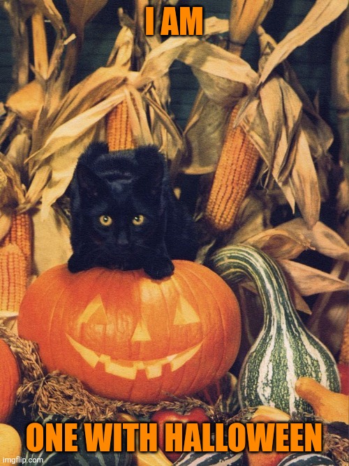 BLACK CAT OWNS HALLOWEEN Imgflip