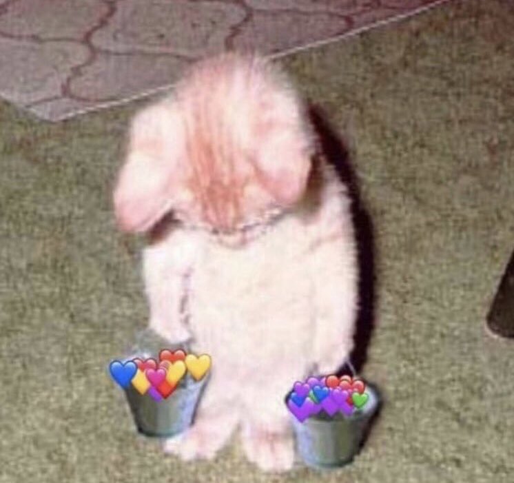 Sad cat holding buckets of love Blank Template Imgflip