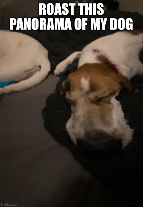 Roast my dog Imgflip