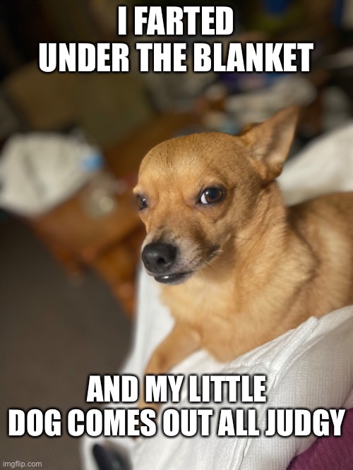 Image tagged in fart,chihuahua Imgflip