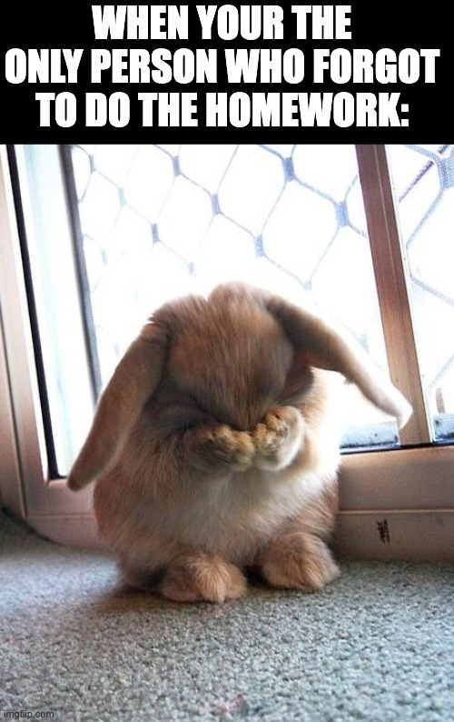 embarrassed bunny Imgflip