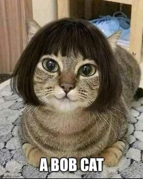 Image tagged in cats,bob,haircut,bob cat Imgflip