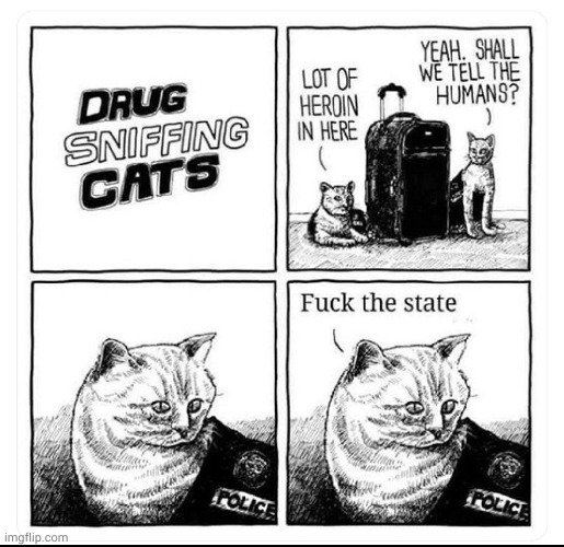 drug sniffing cats Imgflip