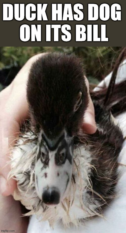 Image tagged in ducks Imgflip