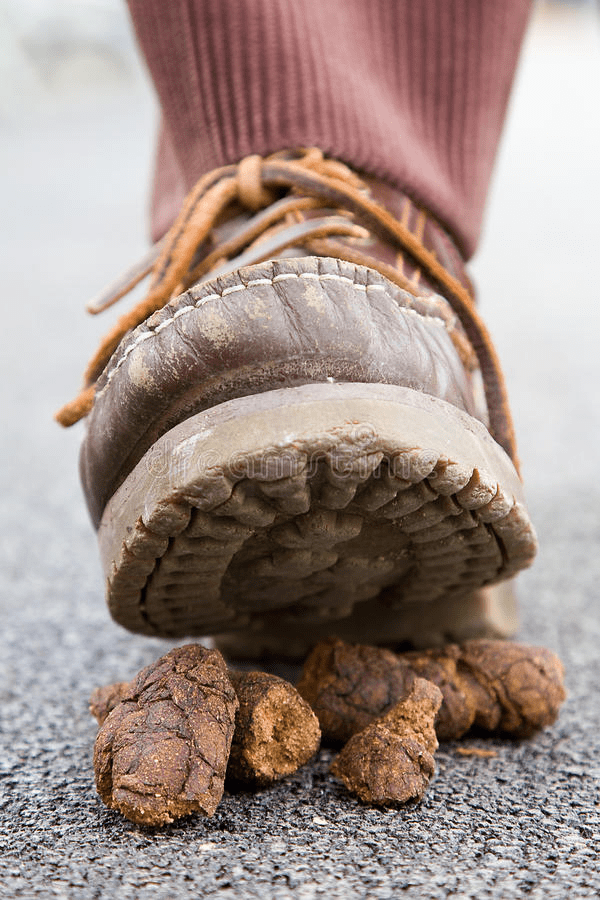 dog crap Blank Template Imgflip