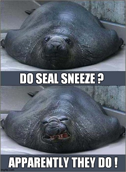 Seal With The Snuffles ! Imgflip