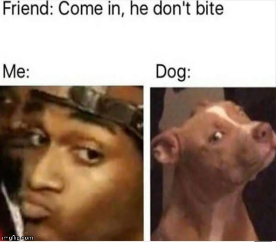Image tagged in memes,does your dog bite,dogs,bite Imgflip