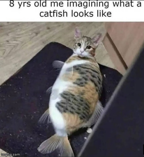 Catfish Imgflip