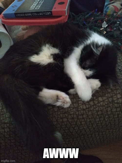 MY KITTY LOOKS SO SNUGGLY Imgflip