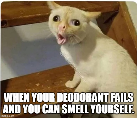 cat smells fart Imgflip
