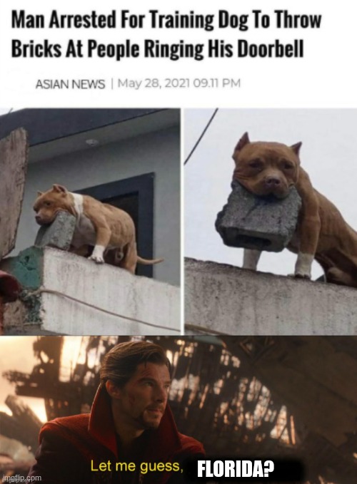 Image tagged in brick throwing doggo,dr strange let me guess 2 Imgflip