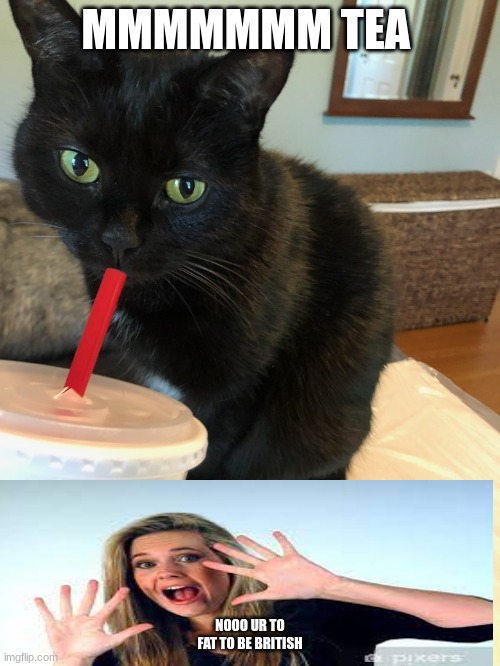 Cat drinking tea Imgflip