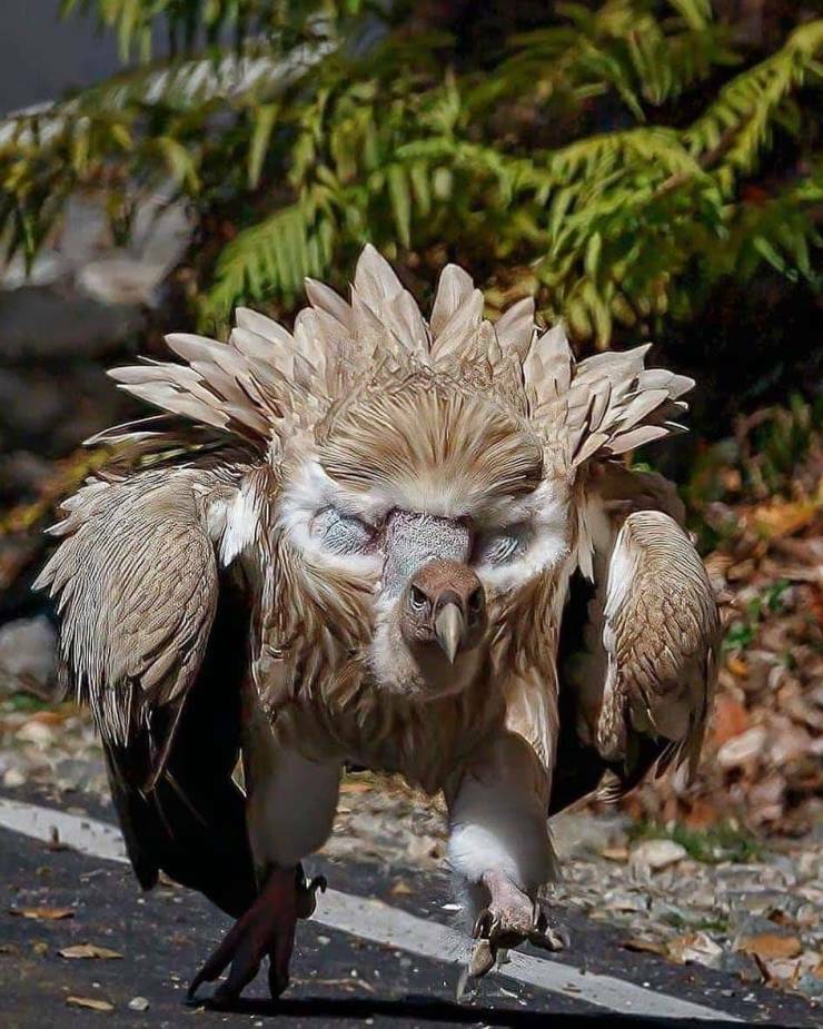 Angry Turkey Buzzard Blank Template Imgflip