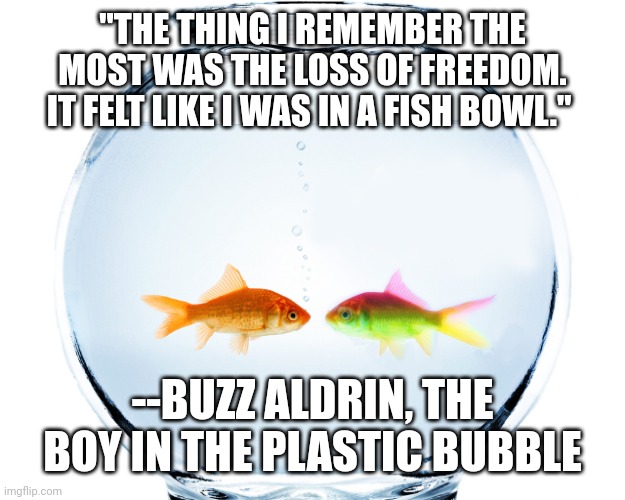 Fish bowl Imgflip