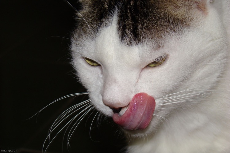 Cat pancakes Imgflip