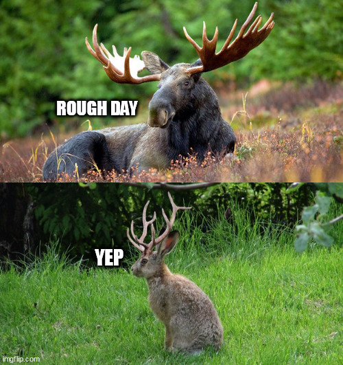 Image tagged in ruff day Imgflip