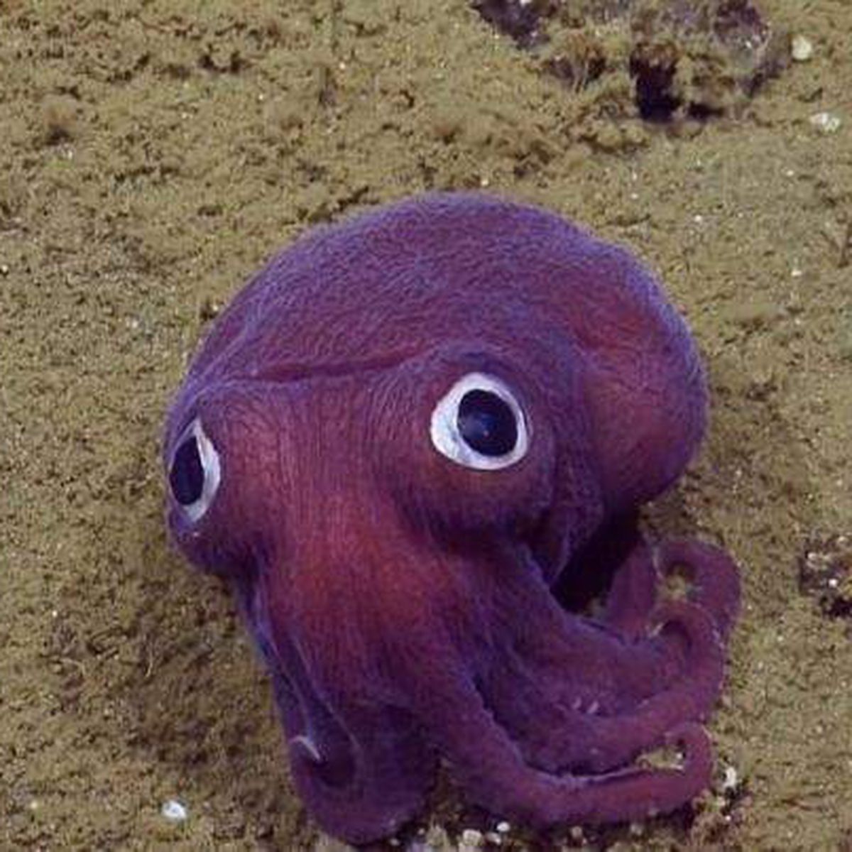googly eyes squid Blank Template Imgflip