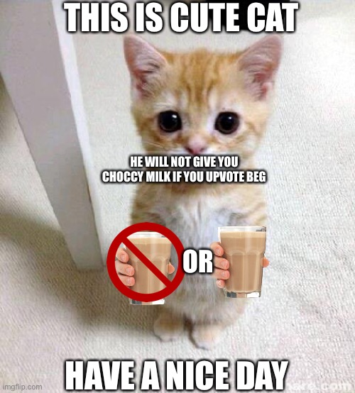 Cute Cat Meme Imgflip