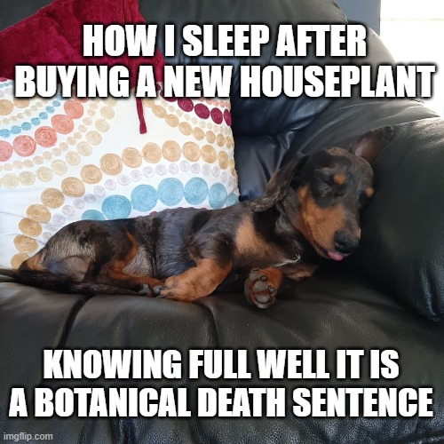 plant Imgflip