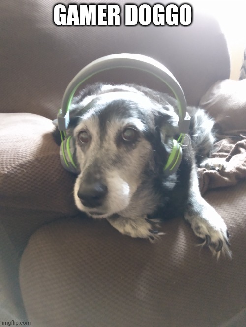 My personal doggo Imgflip