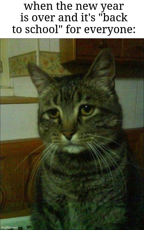 Depressed Cat Memes Imgflip