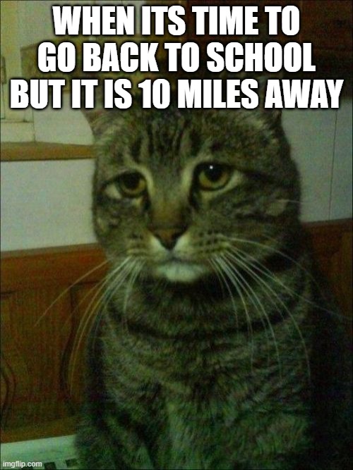 Depressed Cat Meme Imgflip