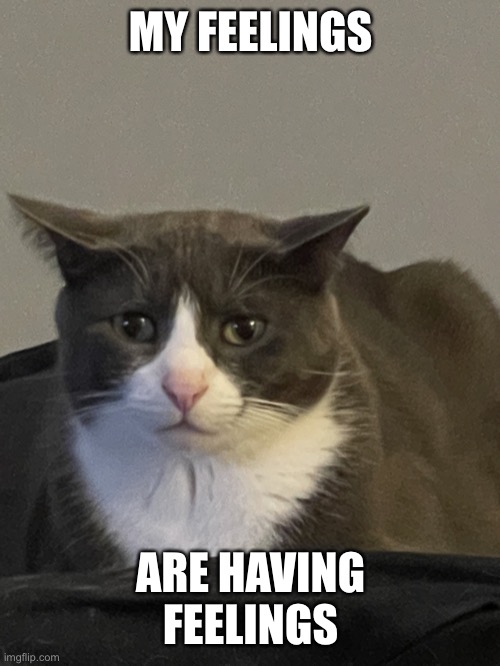 Little Cat Eooming Memes Imgflip