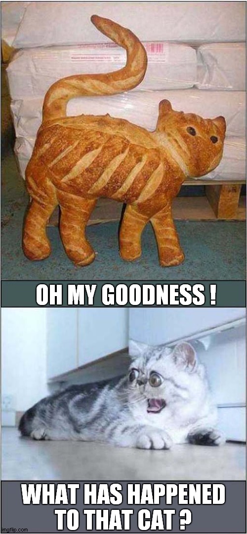 A Bread Cat ! Imgflip