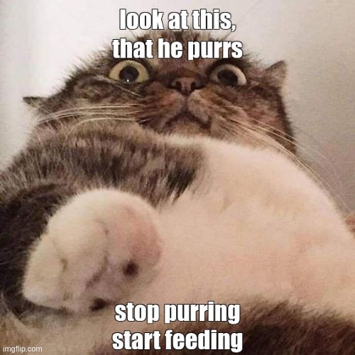 look at this, that he purrs Imgflip