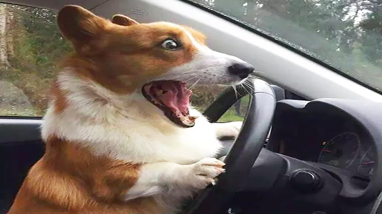 funny dog driving Blank Template Imgflip