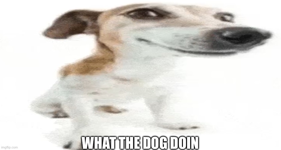 What the dog doin Imgflip