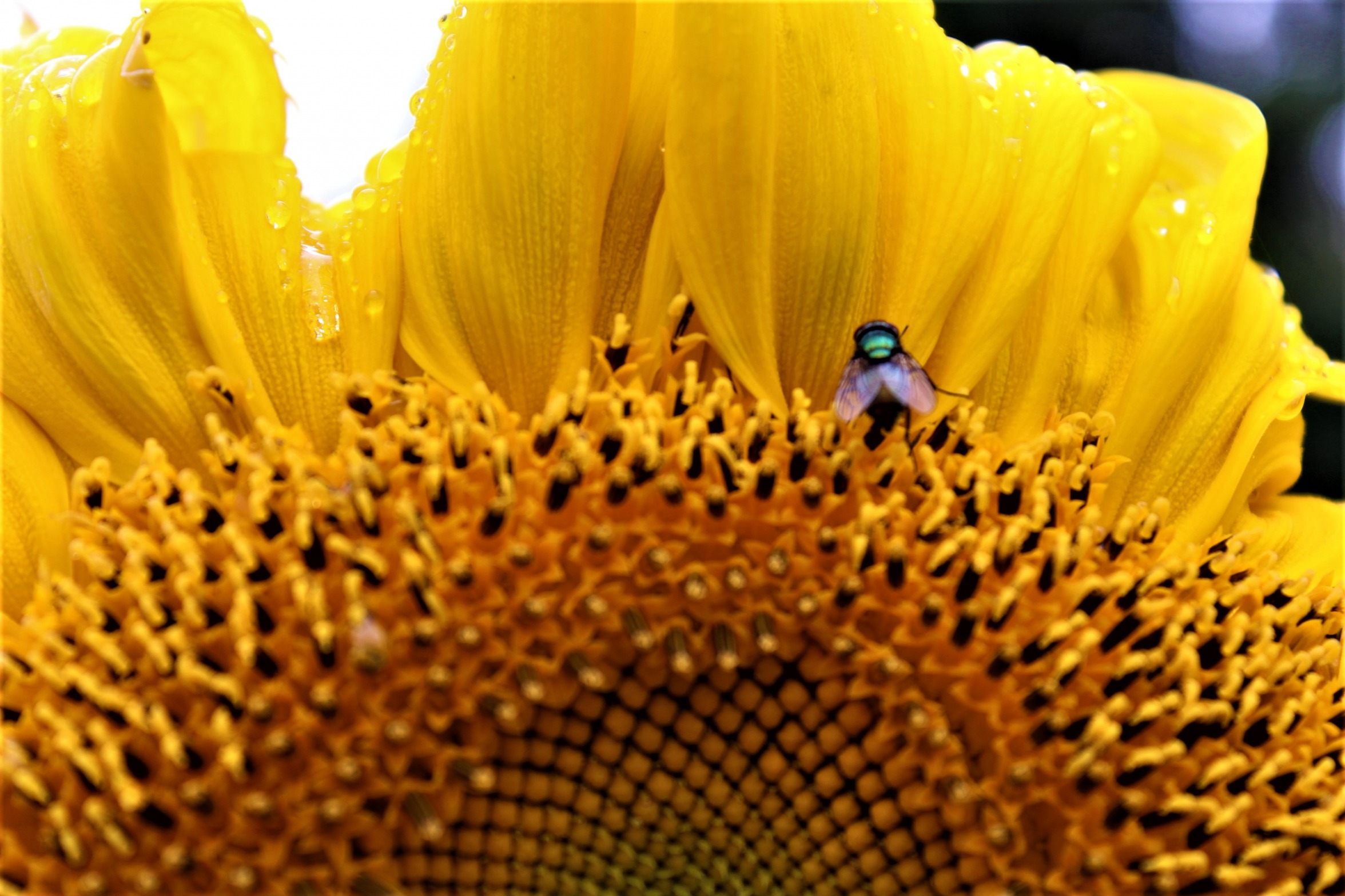 Friends Blank Template Imgflip