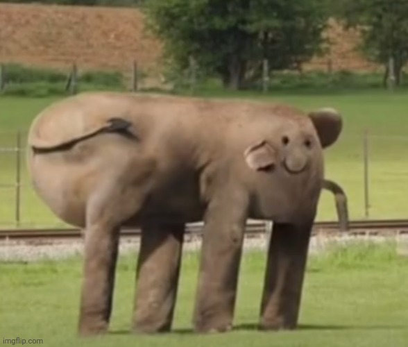 Cursed elephant Imgflip