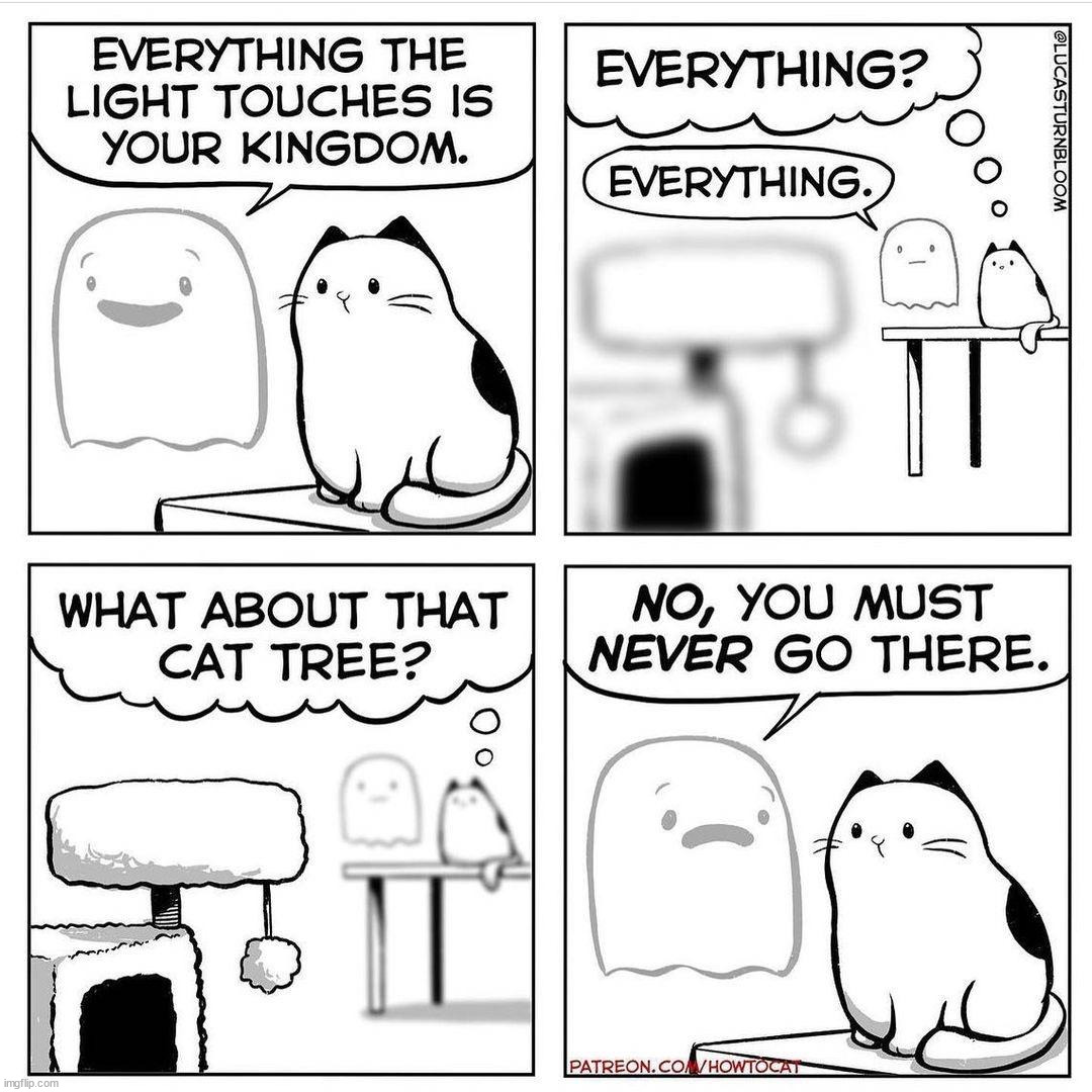 Explains why they don't use the cat tree Imgflip