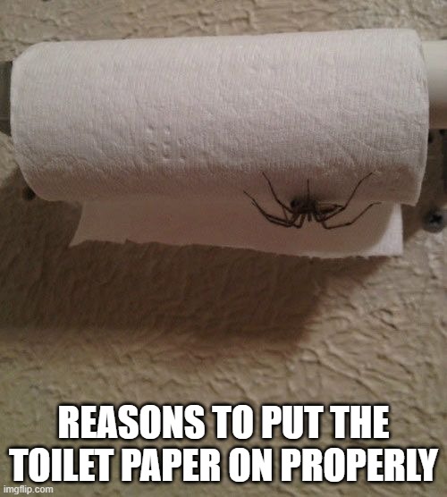 Toilet Paper Spider
