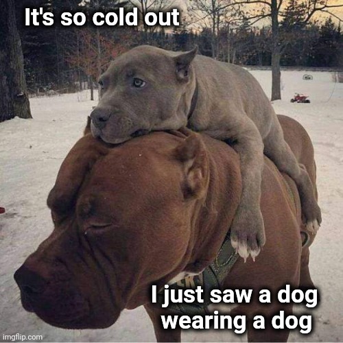 How cold is it ? Imgflip