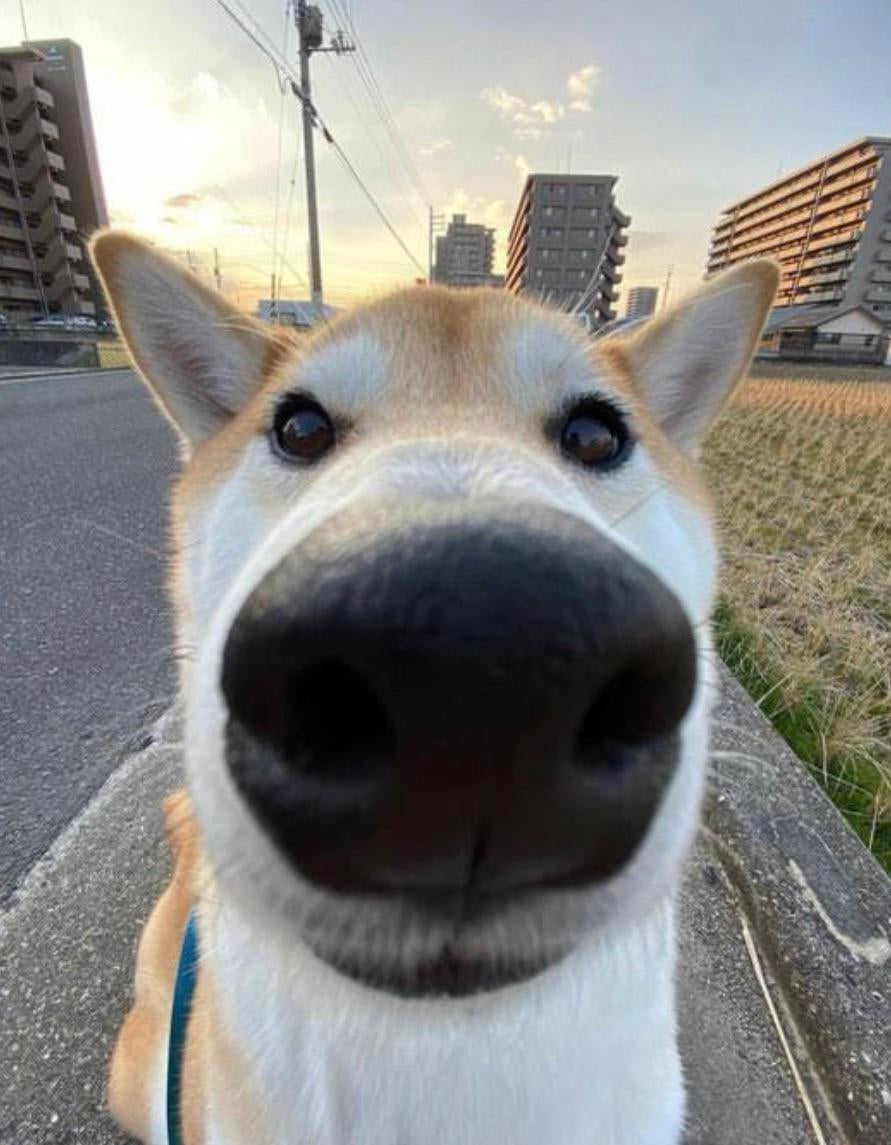 drug dog Blank Template Imgflip